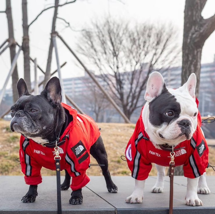 Pet Raincoat